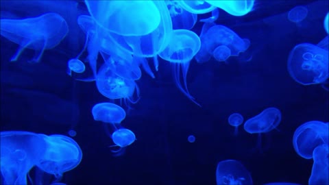 Jellyfish Aquarium fish ~ Relaxing Music relaxing ocean fish for Sleep, Study, Meditation
