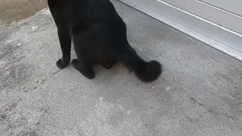 Black cat itchy || Kucing hitam gatal