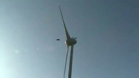 Bird vs Wind Turbine FAIL !