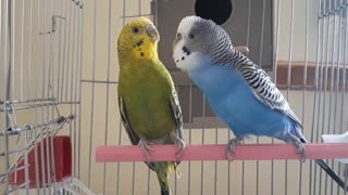 Good morning with love birds (budgies)