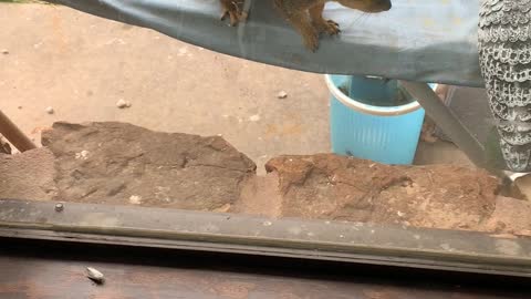 Squirrel House Invader vs Dog