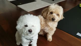 Cute Doggy Points Out Best Friend On Command