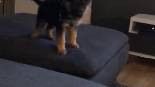 Small black puppy falls between couch