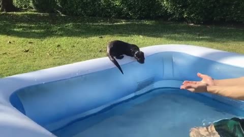 This Little Guy Is Having An Otterrific Day At The Inflatable Pool