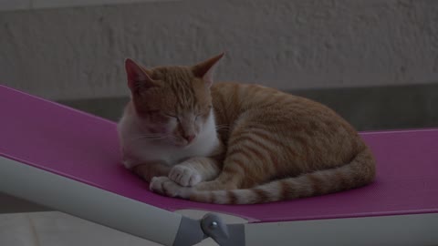 Little Kitties Battle For Best Spot On Sunbed