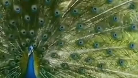 Peacock videos.. best peacock videos