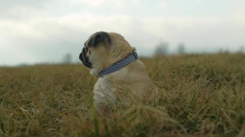 dog meditating