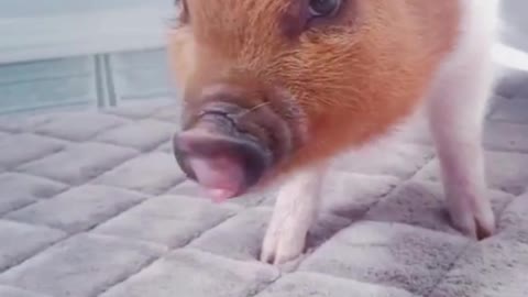 Do you notice the color of this pet pig? The head is yellow, the body is white