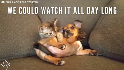 Kitten, Puppy Clash for the Couch | The Dodo