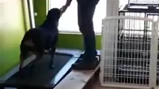 Training your dog running in a treadmill