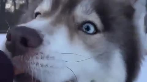 What huskies like to eat.