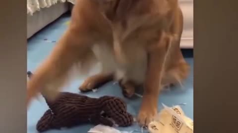funny cat with dog shorts