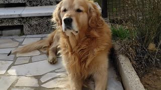 Lazy Golden Retriever is not in the mood for games