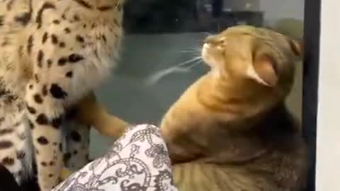 Wild cat vs Pet Cat