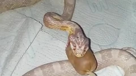 Snake eats a hot dog