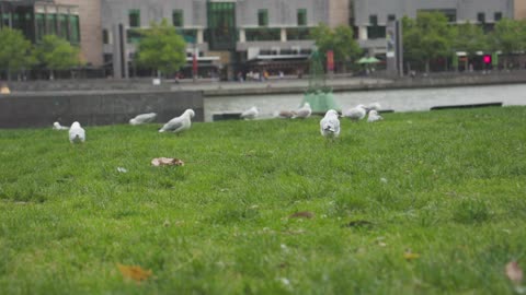 Seabirds Near a Urban Water Canal
