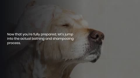 Step-by-Step Guide to Bathing and Shampooing Your Pet