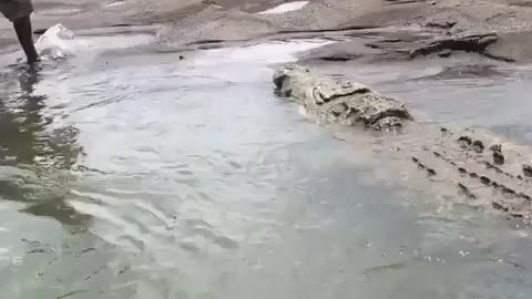 Alligator oh crap!