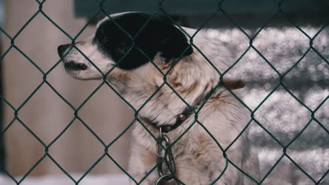 Dog barking behind a wire fence