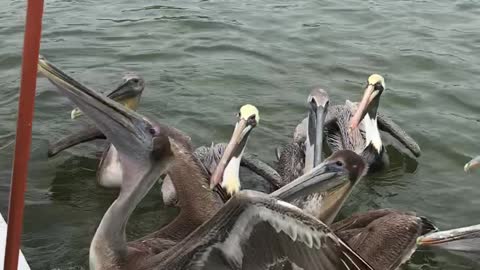 wild pelicans attacked