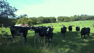 Dairy Industry Live and well in gympie