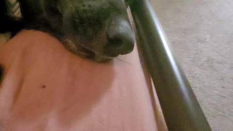 Doggo tries to ignore me and nose boops!