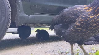 CHICKENS FOUND A NEW SHELTER 🐔🚗