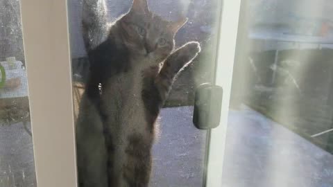 Ninja Cat Caught Red Pawed Funny