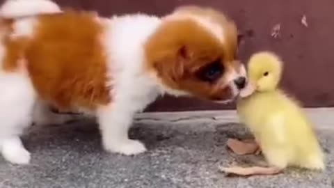 Funny Cute Dog with beautiful baby Bird enjoy