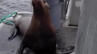 Voice-over with a Seal