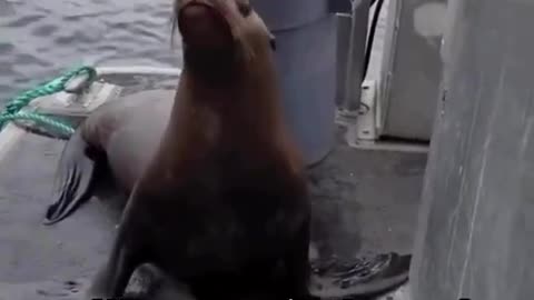Voice-over with a Seal