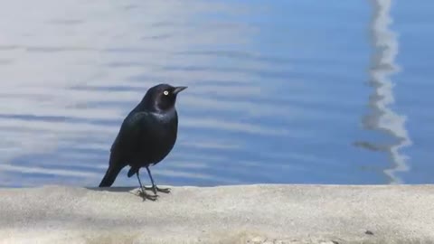 Black bird chirping video