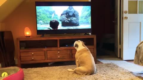 Pulldog reaction Kong skull island Movie