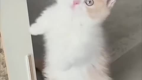 So cute kitten