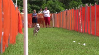 Speedy Whippet races down the track