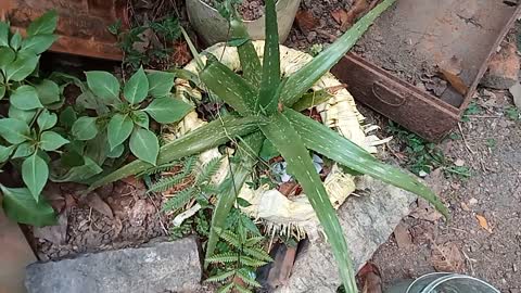 Aloe vera plant