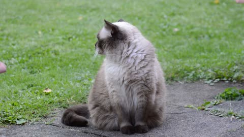 Beautiful cat and his innocent moves