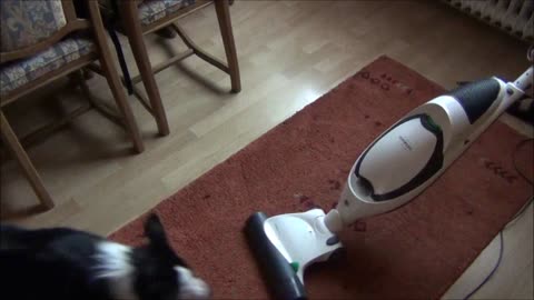 Border Collie versus vacuum cleaner