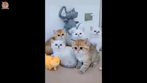 Funny moments 😍 Supper Cute Kittens In The World