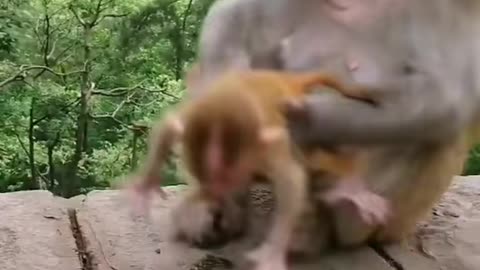 Monkey Mother and daughter bonding