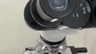 Dog saliva vs Cat under microscope