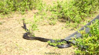 Big Black snake catch from the house & release in the Forest