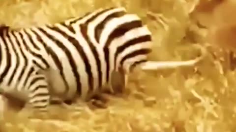 Loin catch zebra