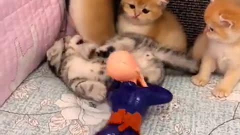 Cute cat funny world video 2020