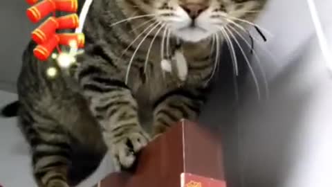 Funny cats being cats | Funny cat videos | Funny cats