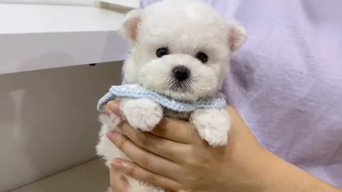 Cute puppy | puppy with small ears