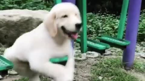 Funny cute baby DOG Videos