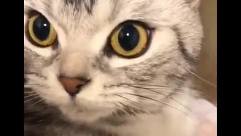 Cute CATS will make you LAUGH - Cats Video Compilation