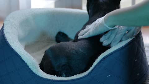 ASMR | Dog Latex Gloves Petting, Rubbing, Scratching, Massage (no talking)