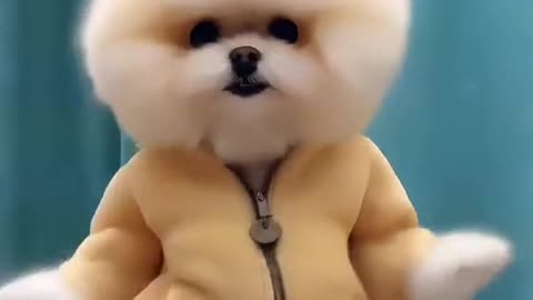 The cute puppy dance is adorable